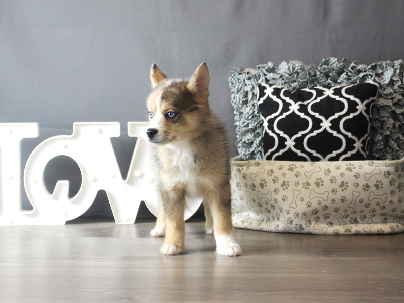 Pomsky