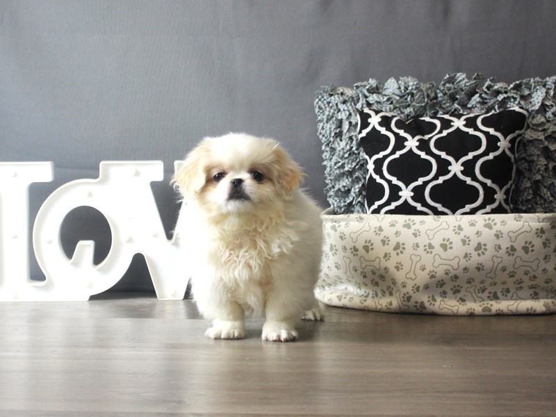 Pekingese