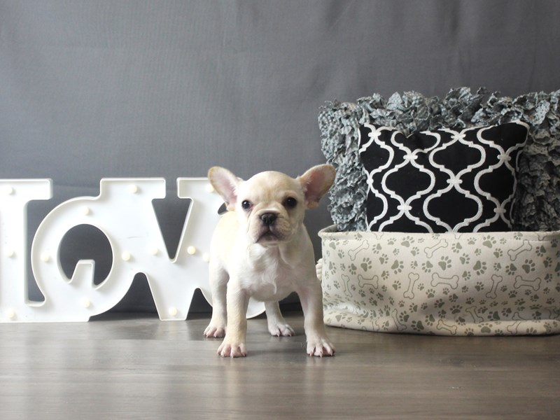 French Bulldog