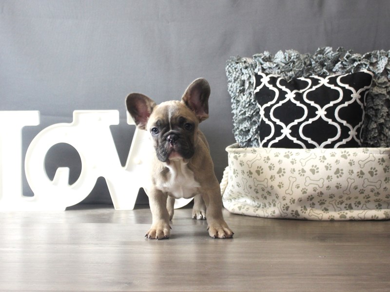 French Bulldog