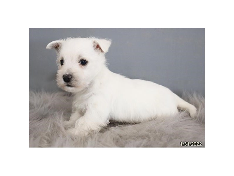 West Highland White Terrier