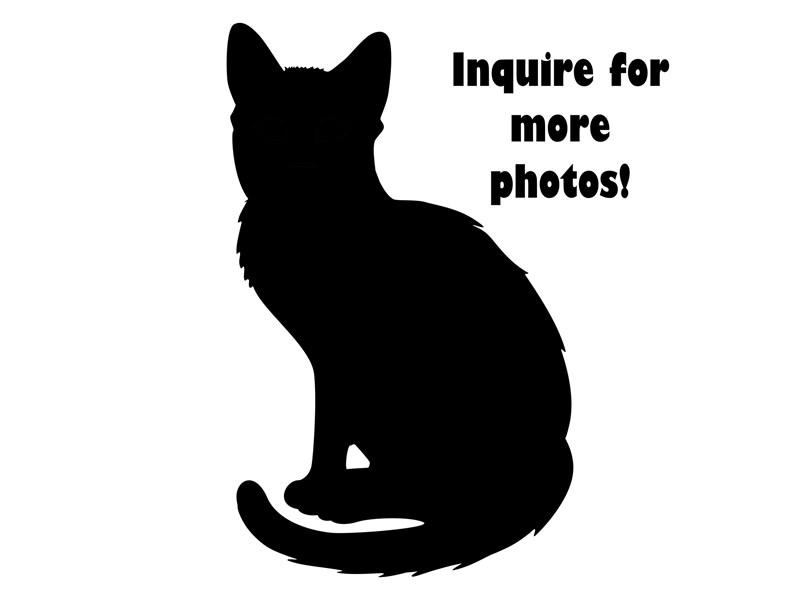 Domestic Kitten