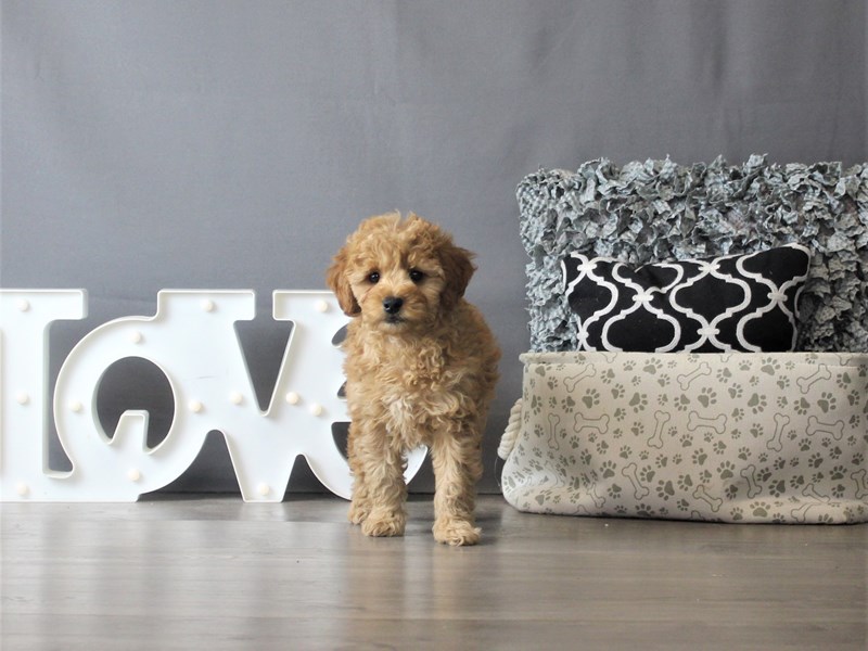 Mini Goldendoodle