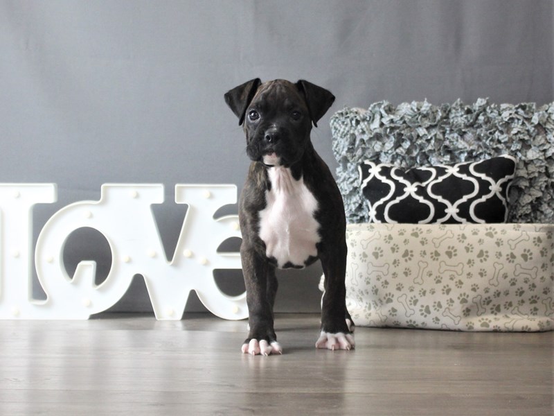 Boxer