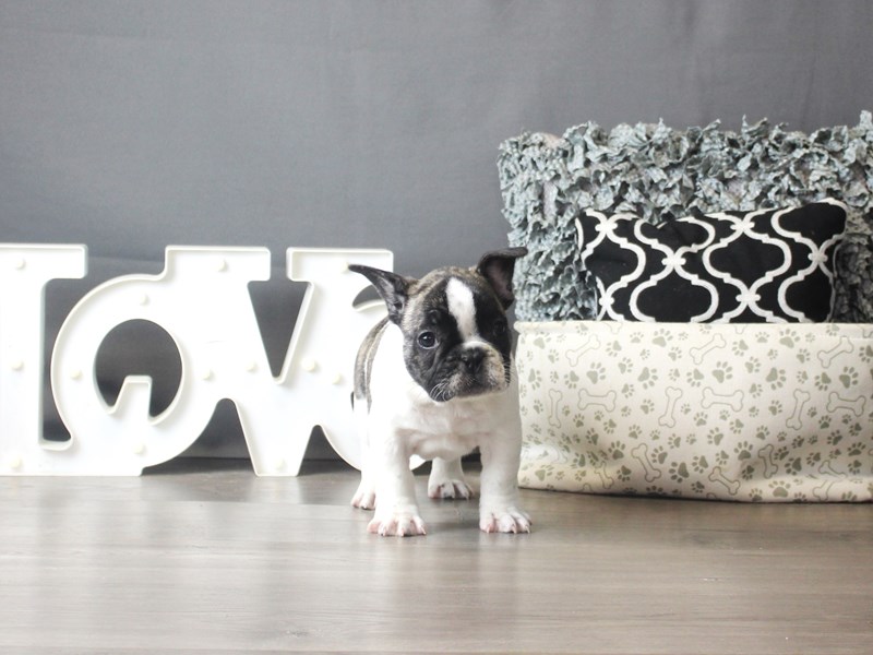 French Bulldog