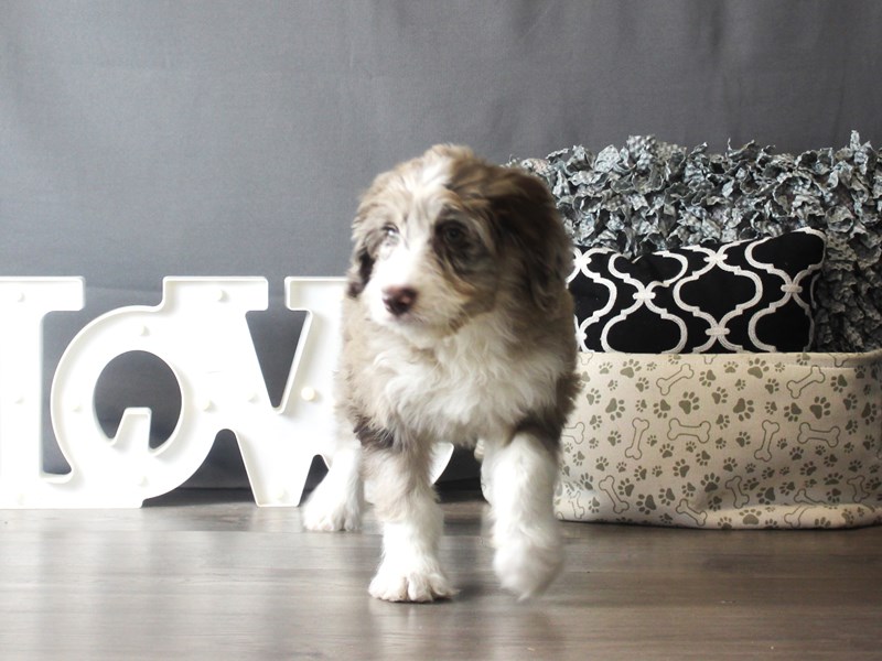 Australian Shepherd/Poodle