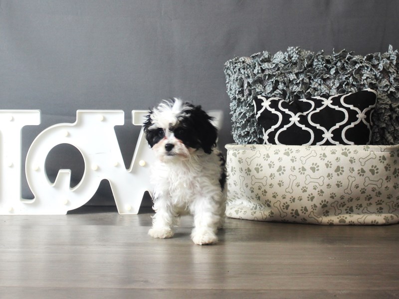 Cavachon