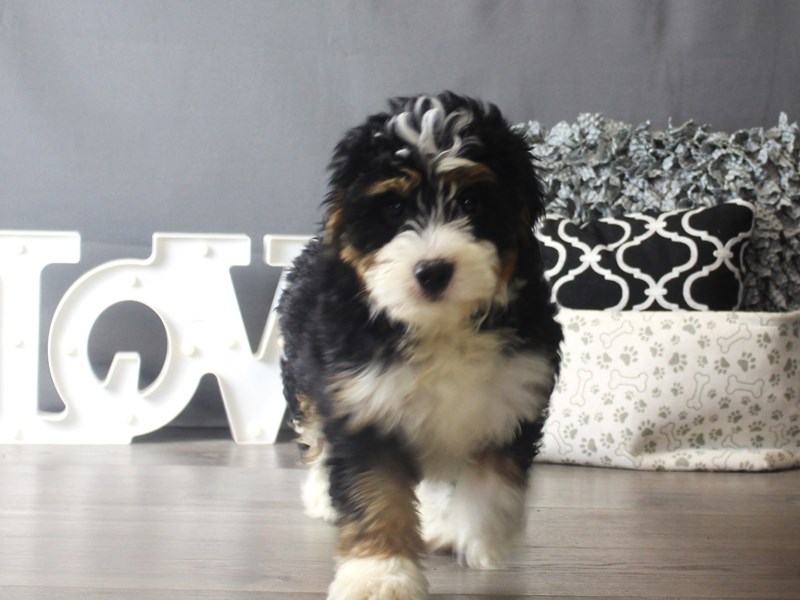 Bernadoodle Mini