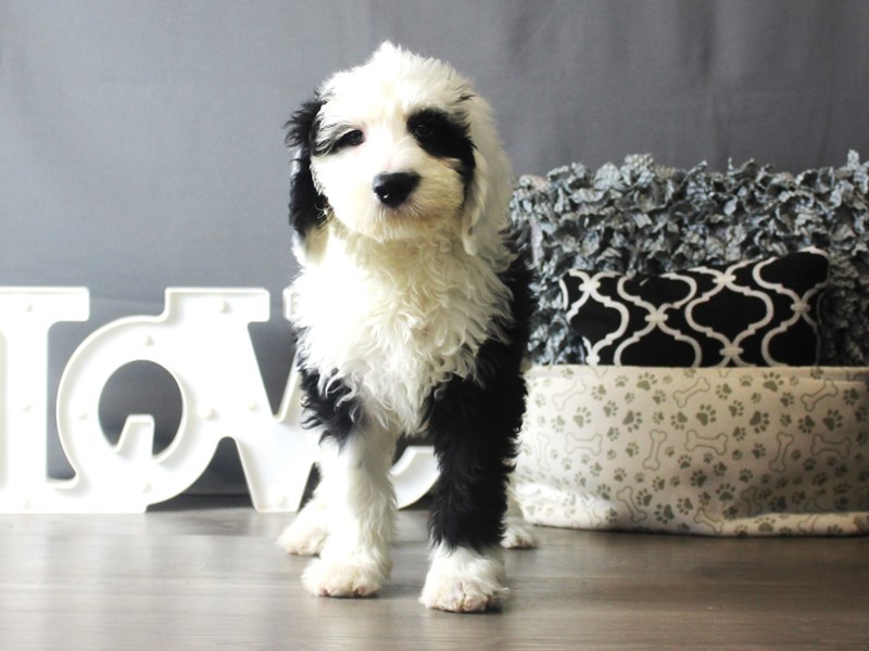 Old English Sheepdog/Poodle
