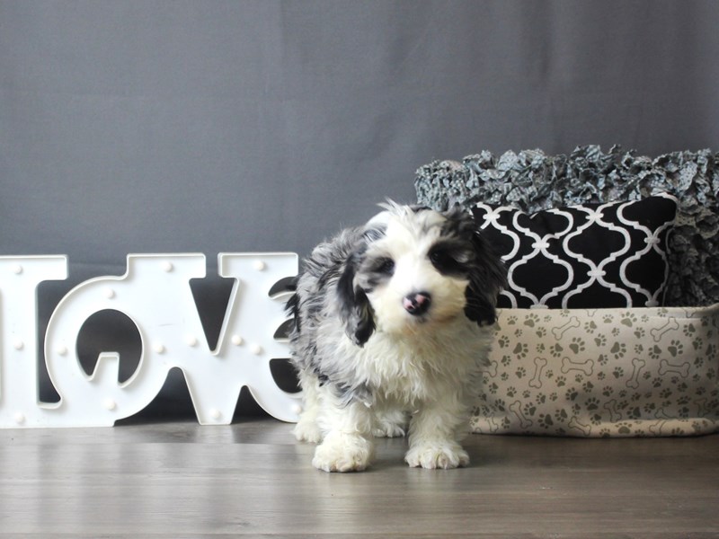 Old English Sheepdog/Poodle