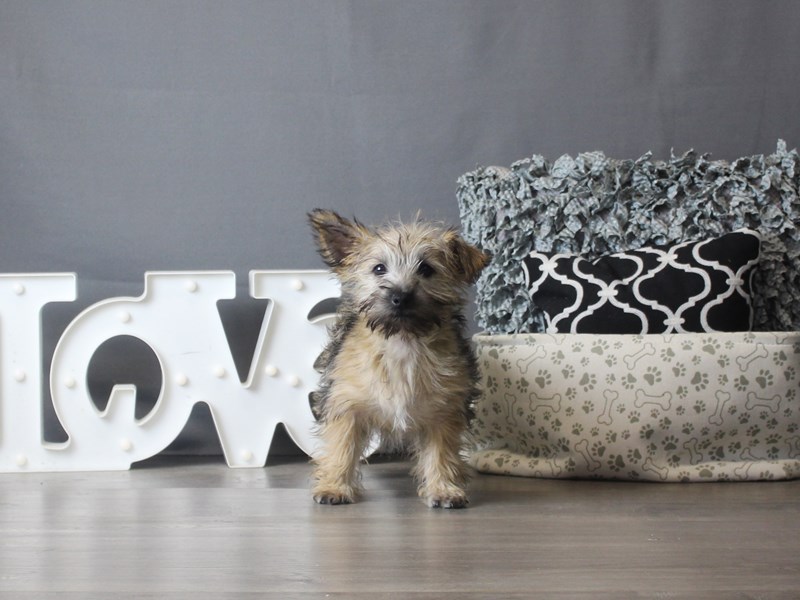 Cairn Terrier