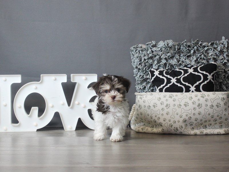 Havanese