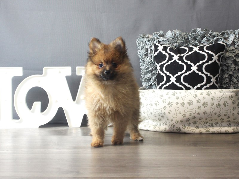 Pomeranian
