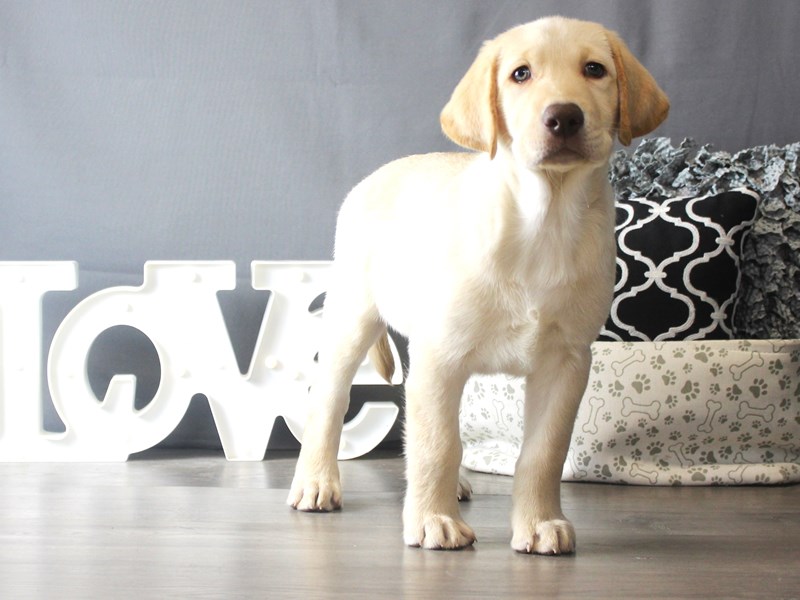 Labrador Retriever