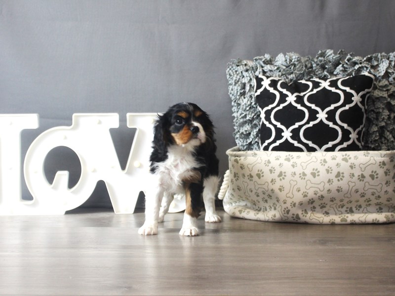 Cavalier King Charles Spaniel