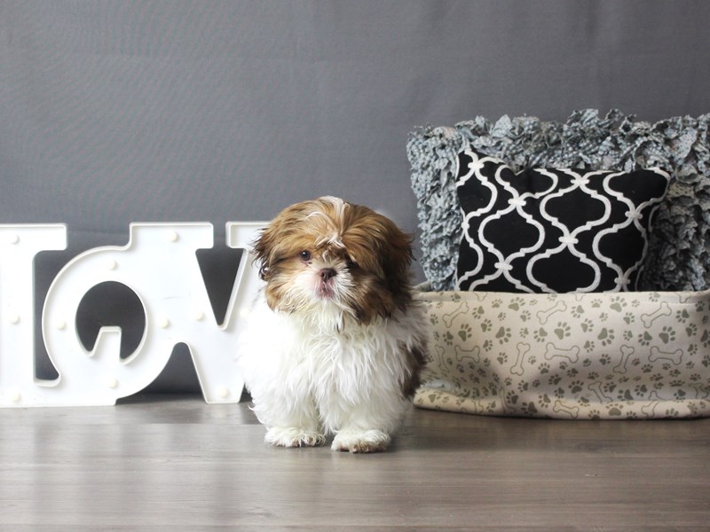 Shih Tzu