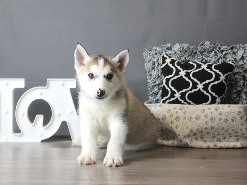 Siberian Husky