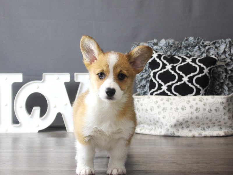 Pembroke Welsh Corgi
