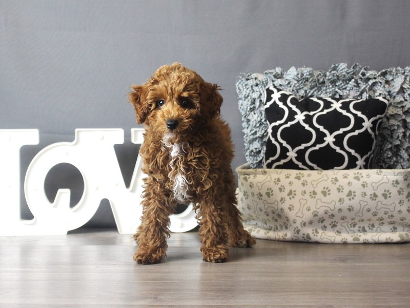 Poodle