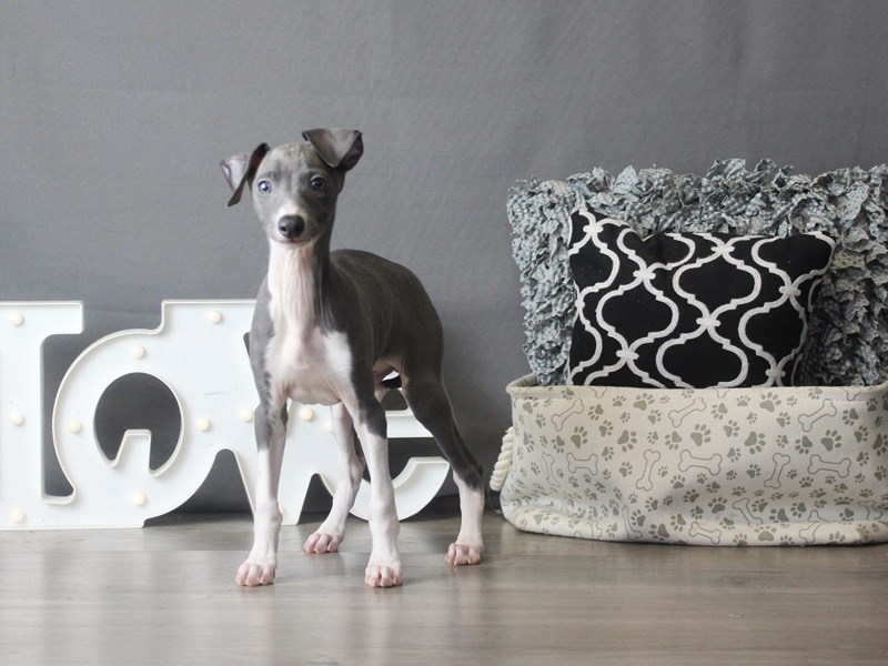 Italian Greyhound