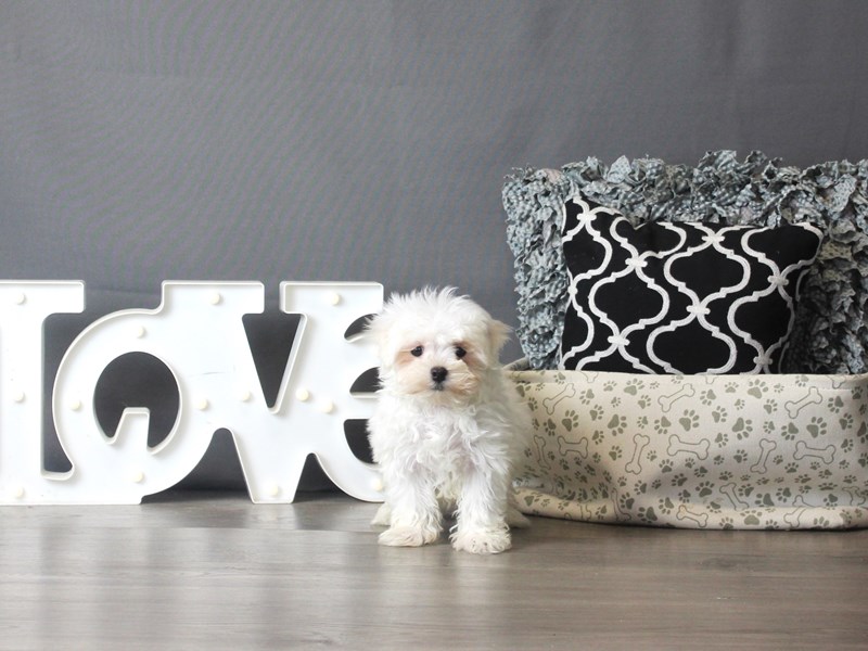 Maltese
