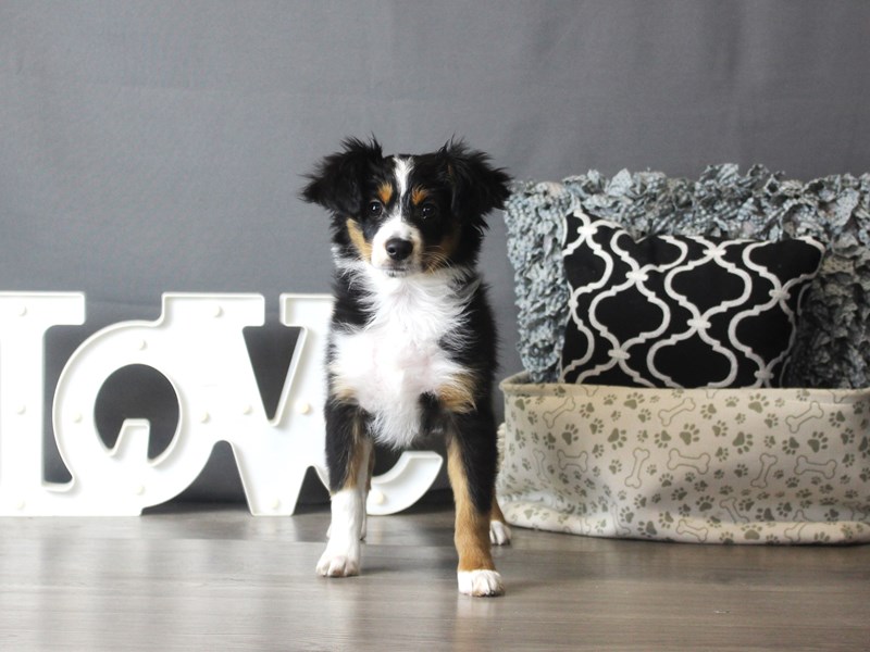 Miniature Australian Shepherd