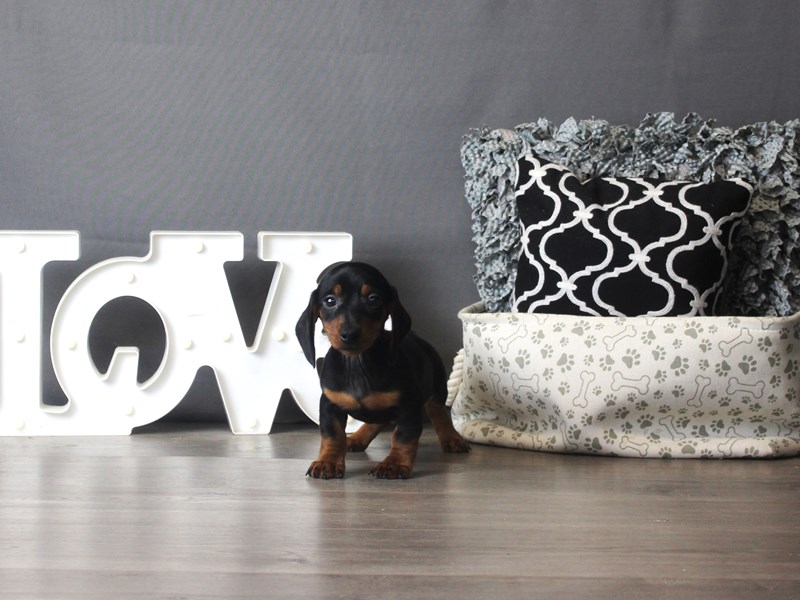 Dachshund