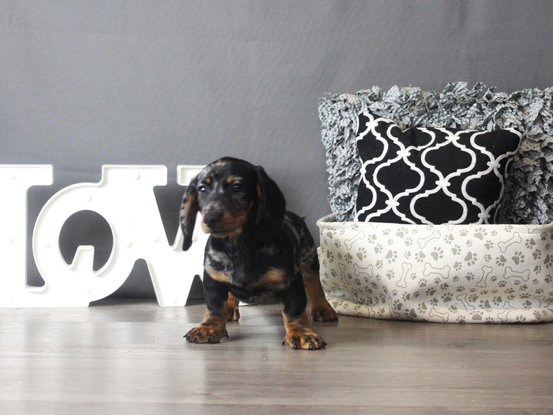 Dachshund