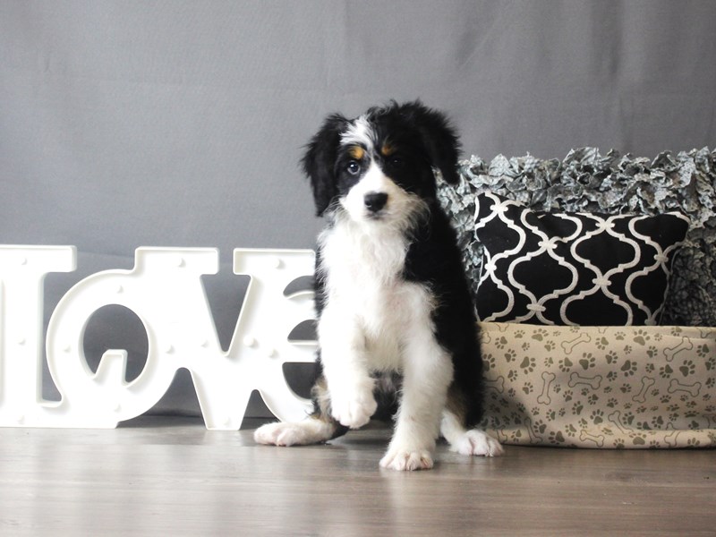 Bernadoodle Mini