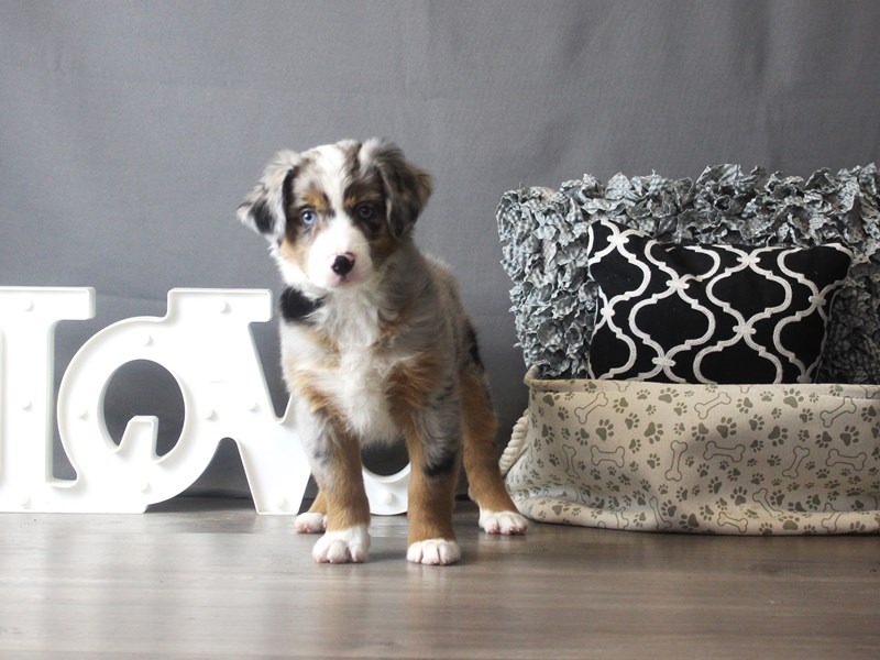 Miniature American Shepherd