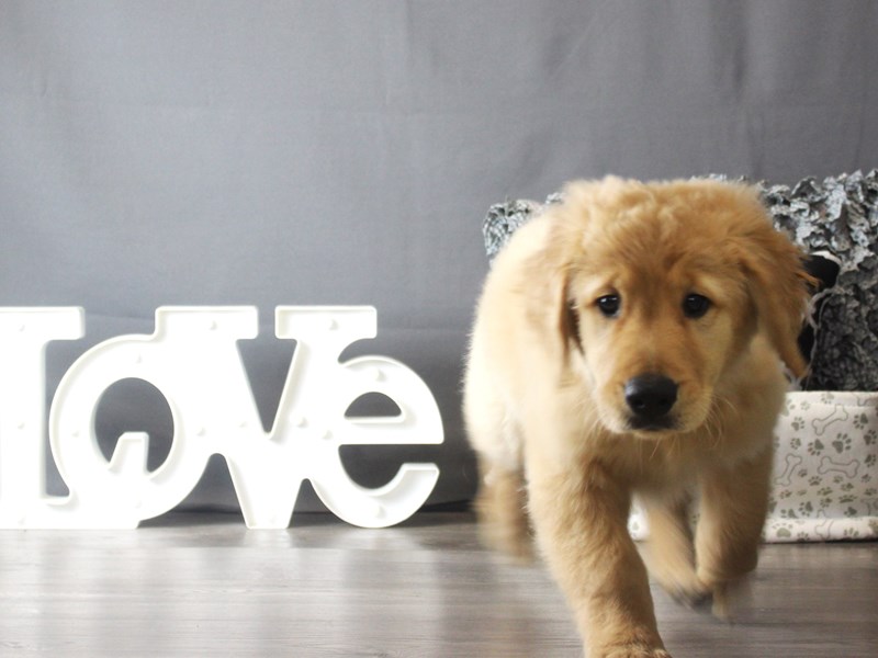 Golden Retriever
