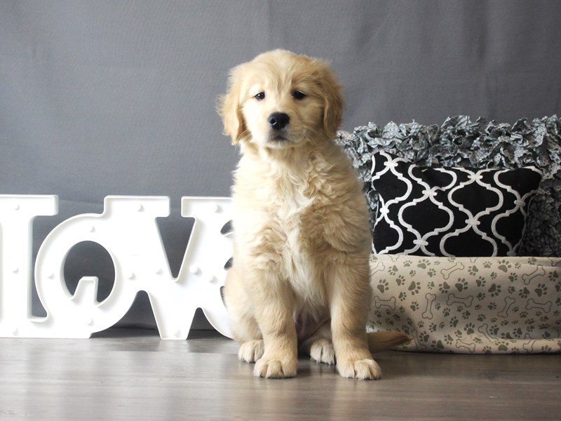 Golden Retriever