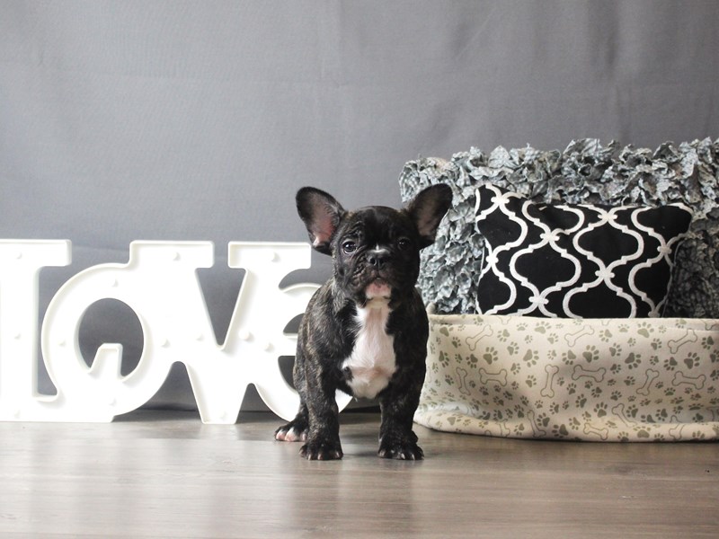 French Bulldog