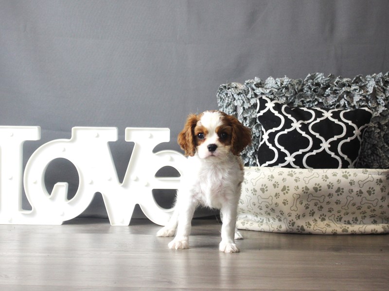 Cavalier King Charles Spaniel