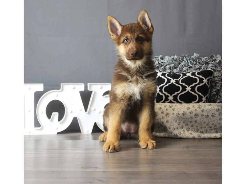German Shepherd Dog