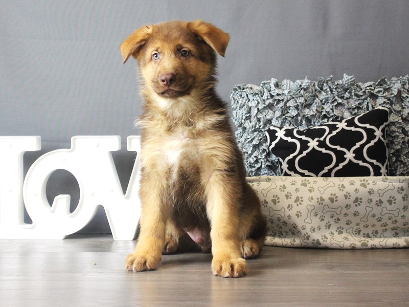 German Shepherd Dog