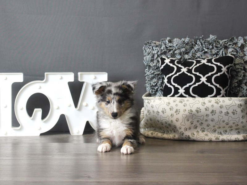 Shetland Sheepdog