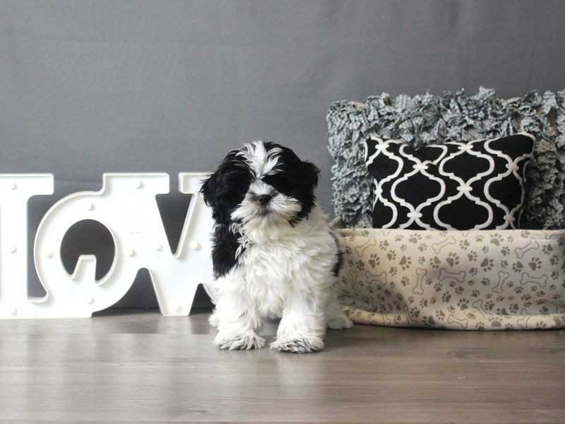 Shih Tzu