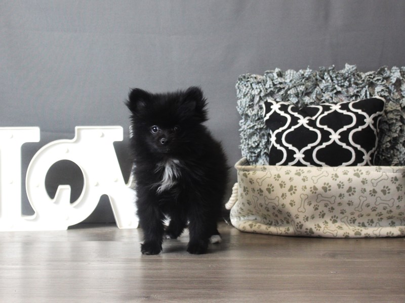 Pomeranian