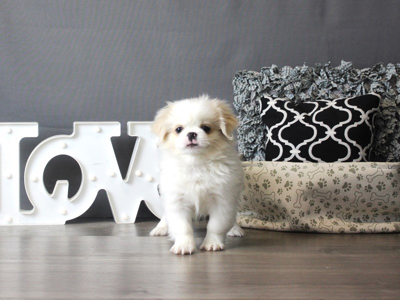 Pekingese