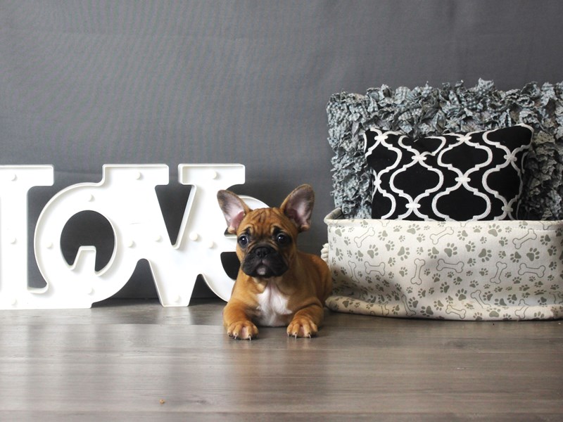 French Bulldog