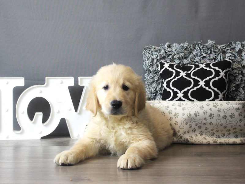 Golden Retriever