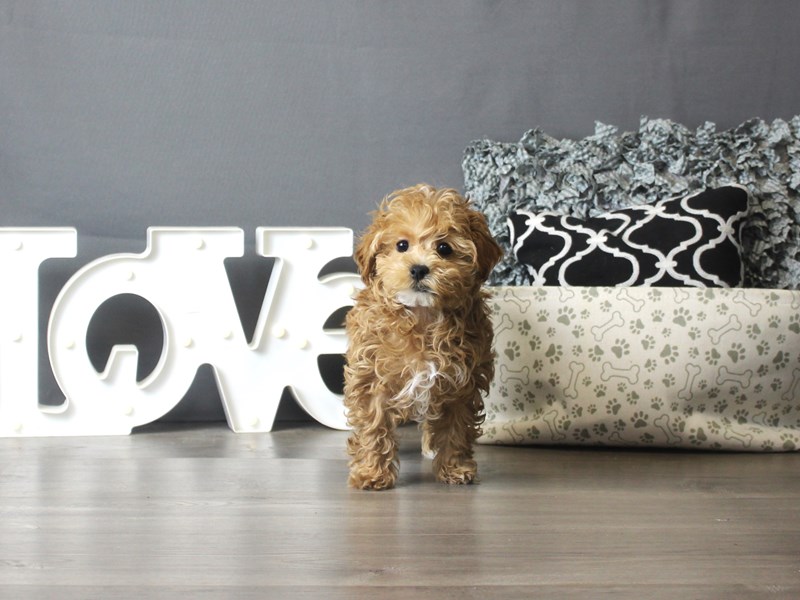 Poodle/Havanese