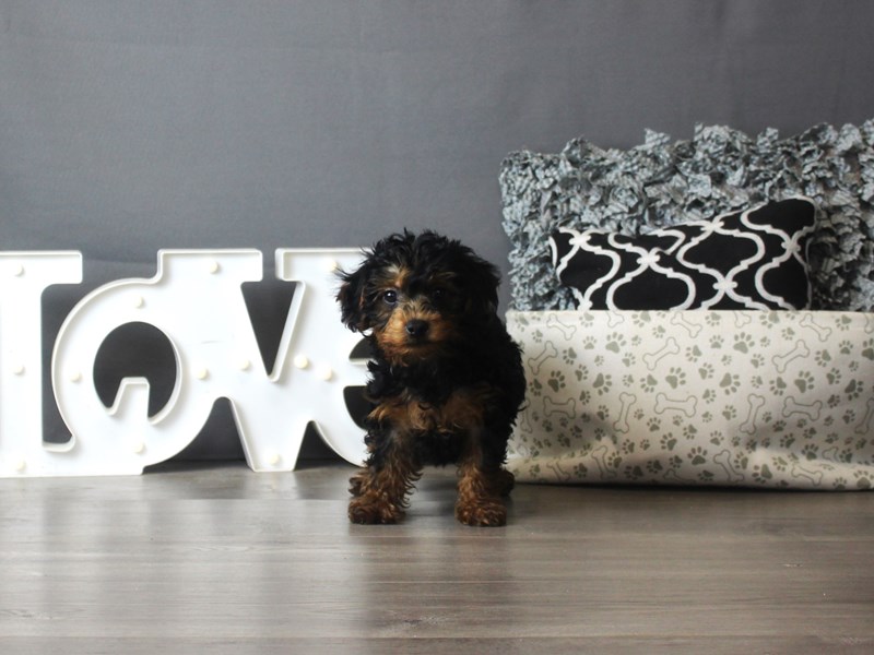 Poodle/Yorkshire Terrier