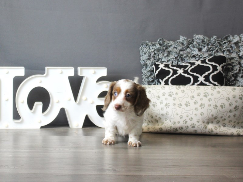 Dachshund