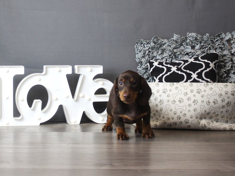 Dachshund
