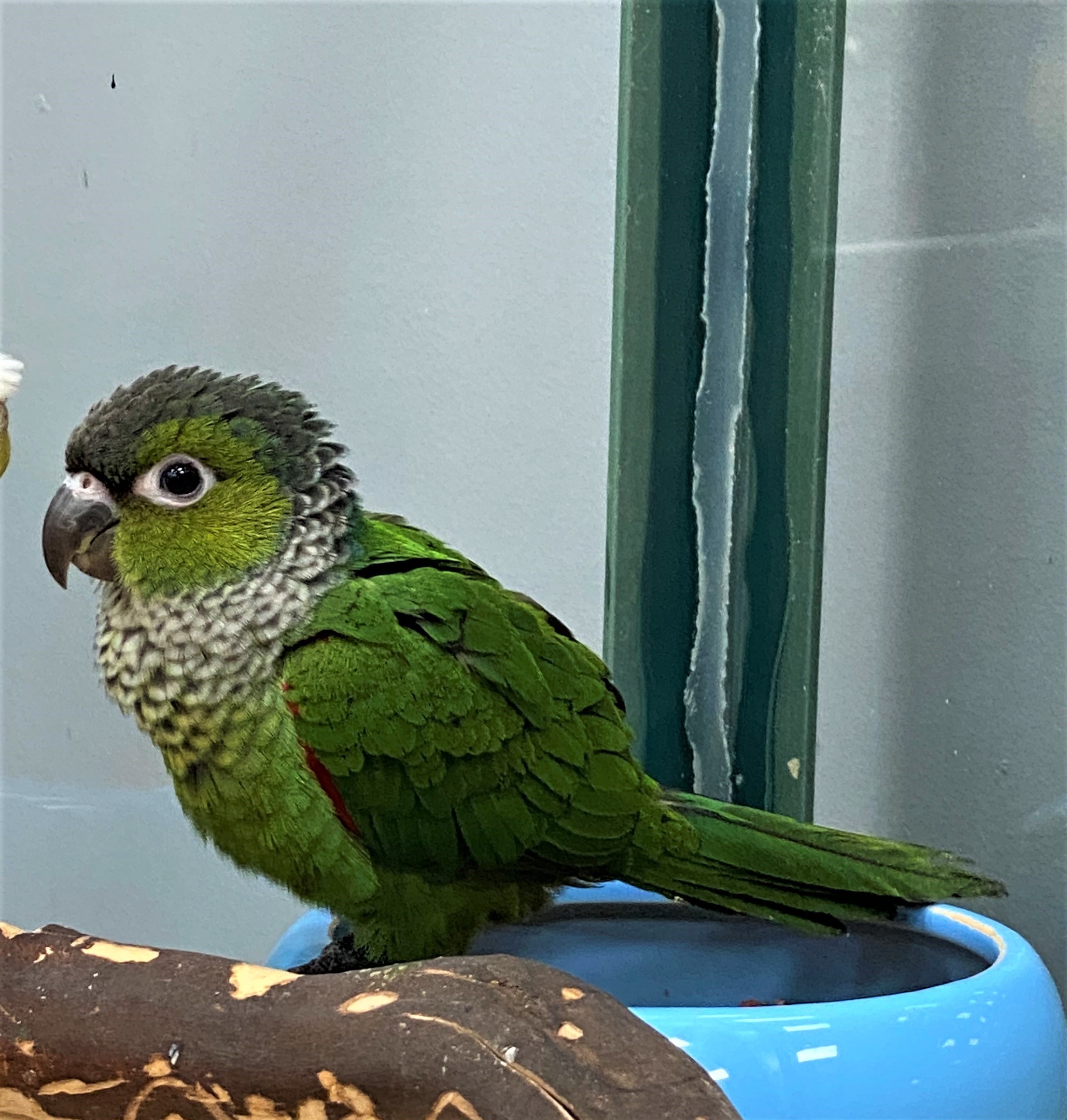 Black Capped Conure