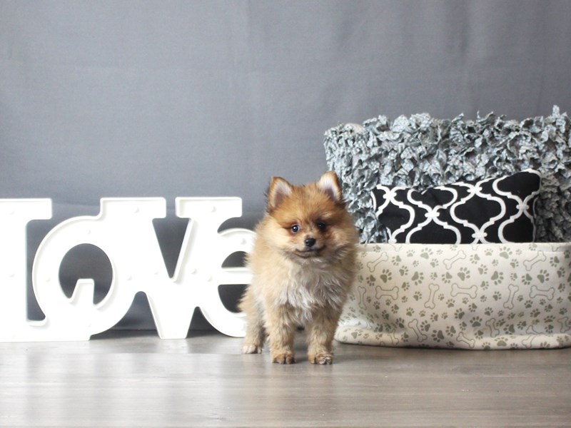 Pomeranian