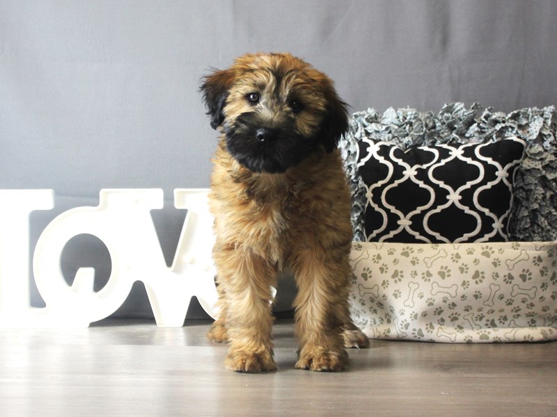 Soft Coated Wheaten Terrier