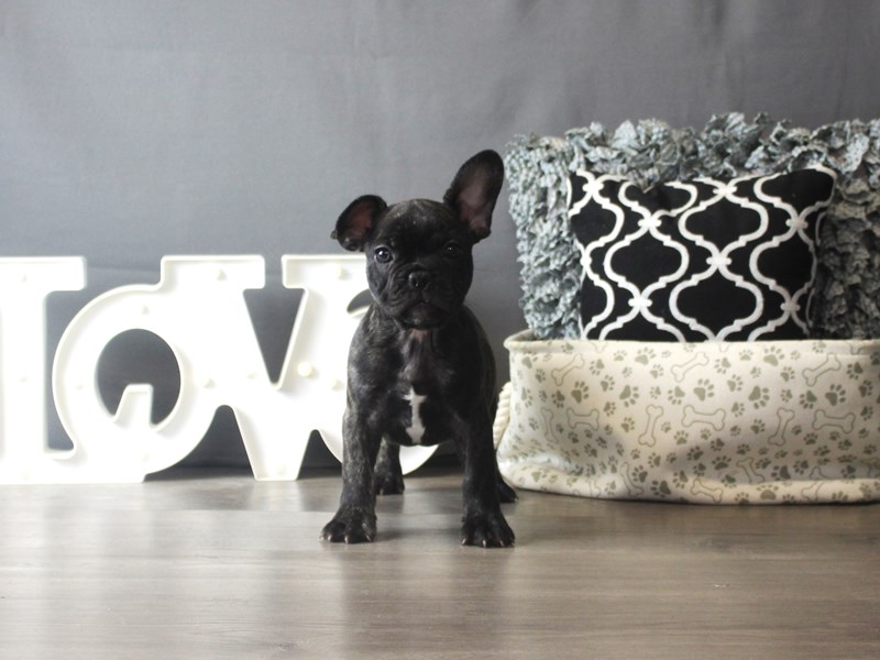 French Bulldog